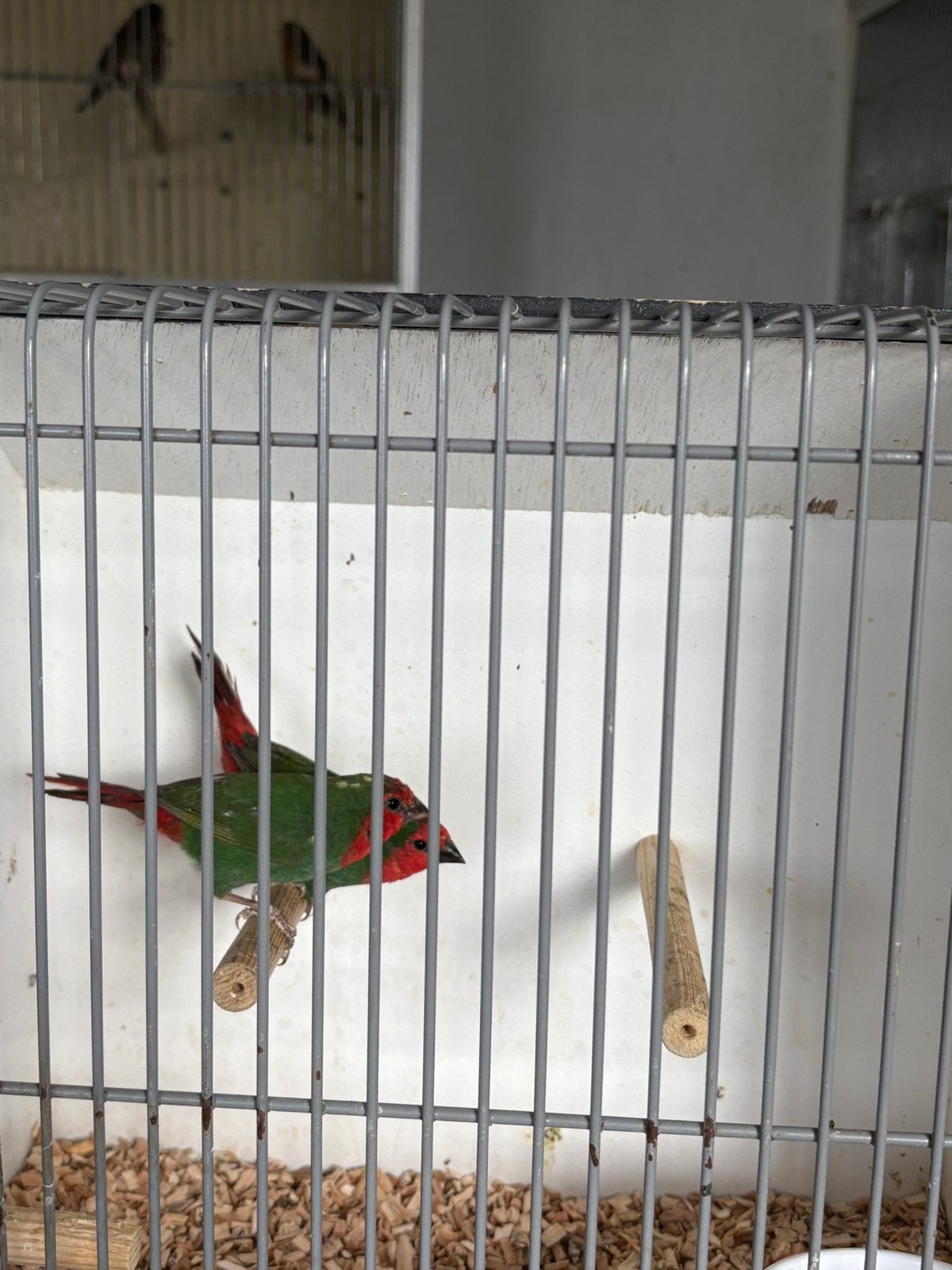 Tekoopen te koop gevraagd tropen , kanaries, parkieten., Meerdere dieren, Parkiet