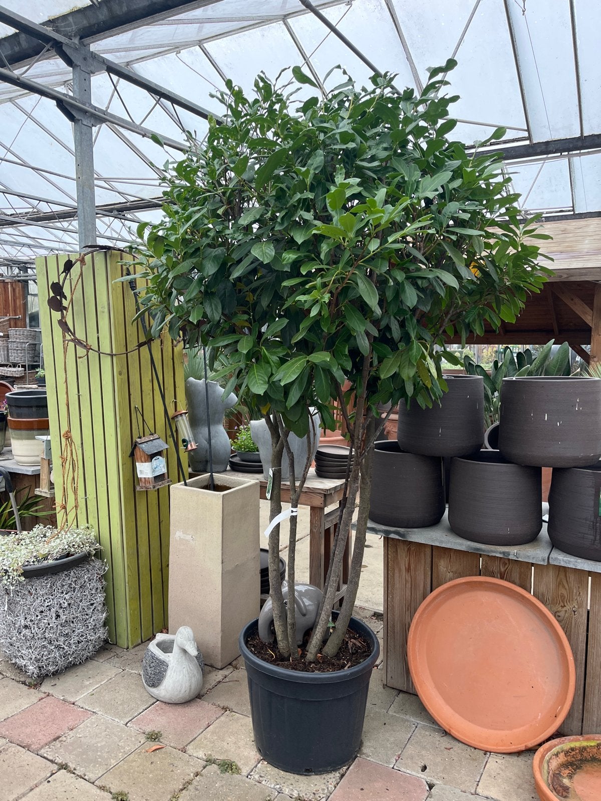 Meerstammige Prunus laurocerasus 'Novita' - laurierkers €295
