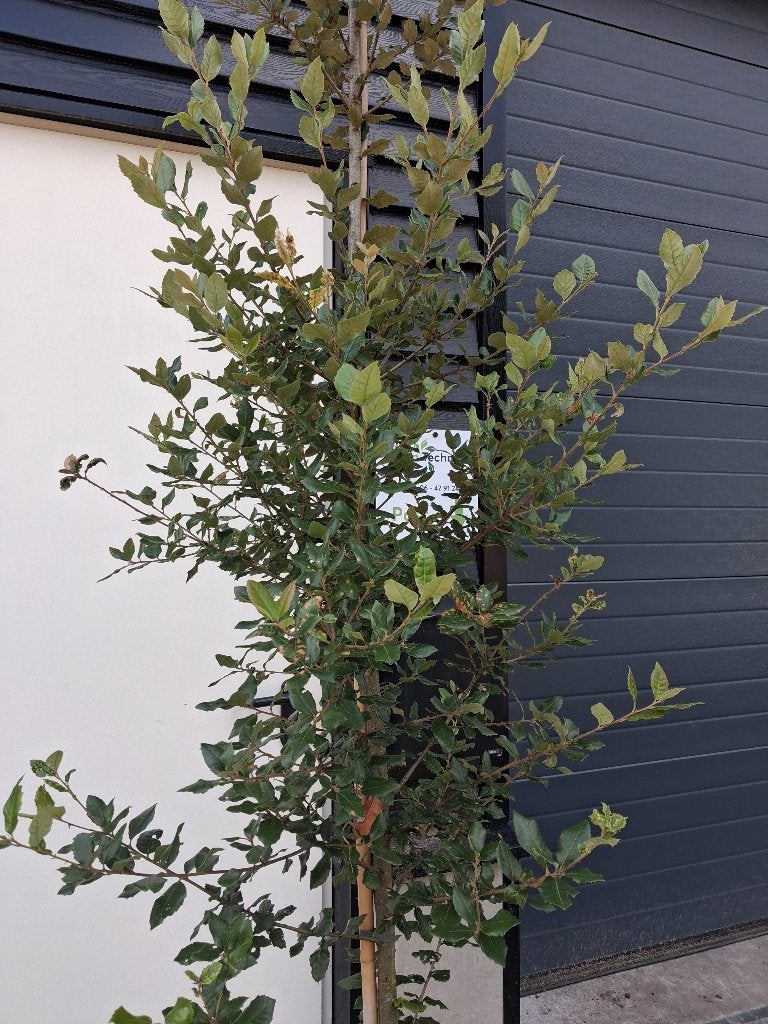 Quercus Ilex / steeneik boom (groenblijvend!) €65,-, Bloeit niet, 100 tot 250 cm, Volle zon, In pot