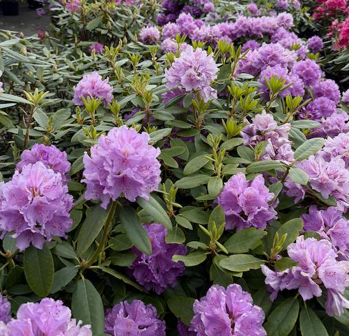 Rhododendron paars ACTIE!, Tuin en Terras, Ophalen, Lente, Overige soorten, Halfschaduw
