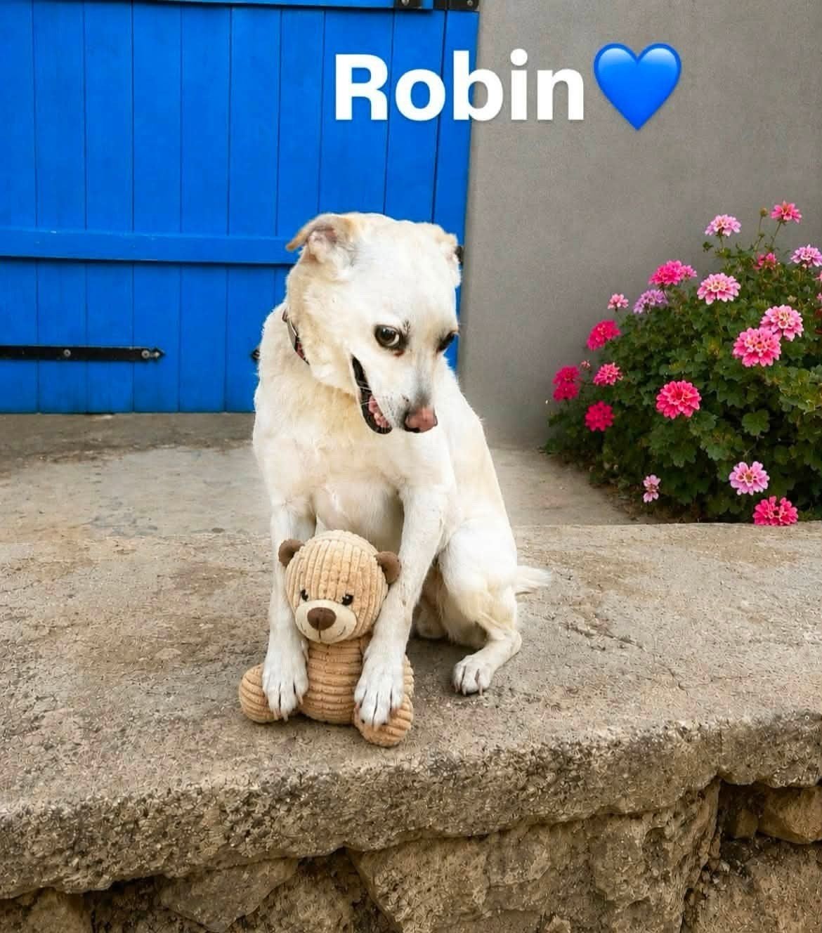 lieve Robin is te schattig, Dieren en Toebehoren, Honden | Retrievers, Spaniëls en Waterhonden, Buitenland, Parvo, Eén hond, 3 tot 5 jaar