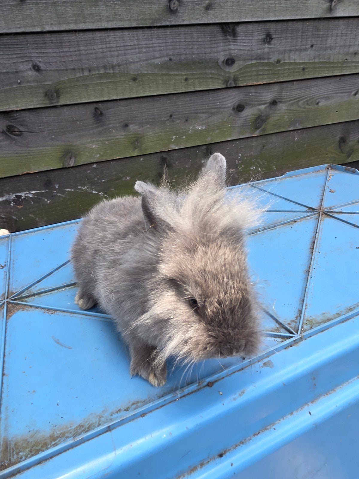 Jonge raskonijnen (vanaf 10 weken), Dieren en Toebehoren, Meerdere dieren, Hangoor
