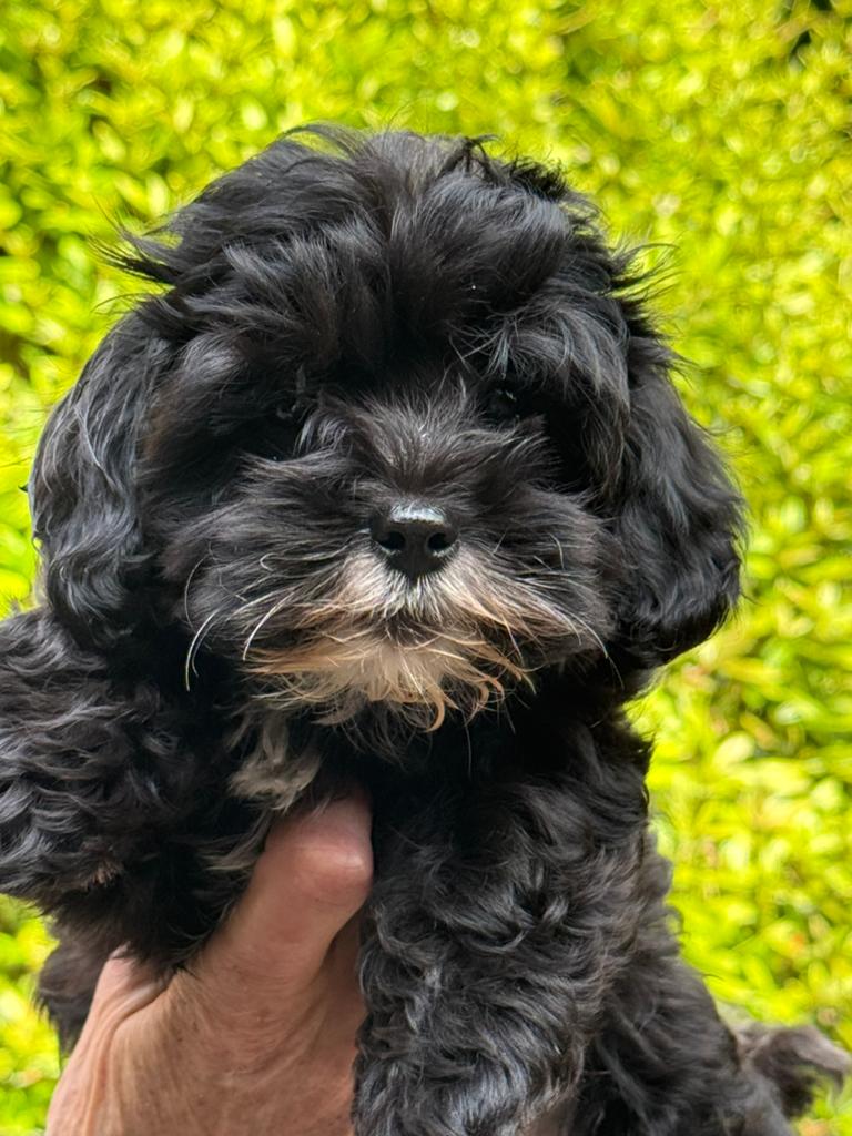 Schattige pups ( Boomer met Poedel ) div kleuren, Poedel, Parvo, Nederland, 8 tot 15 weken
