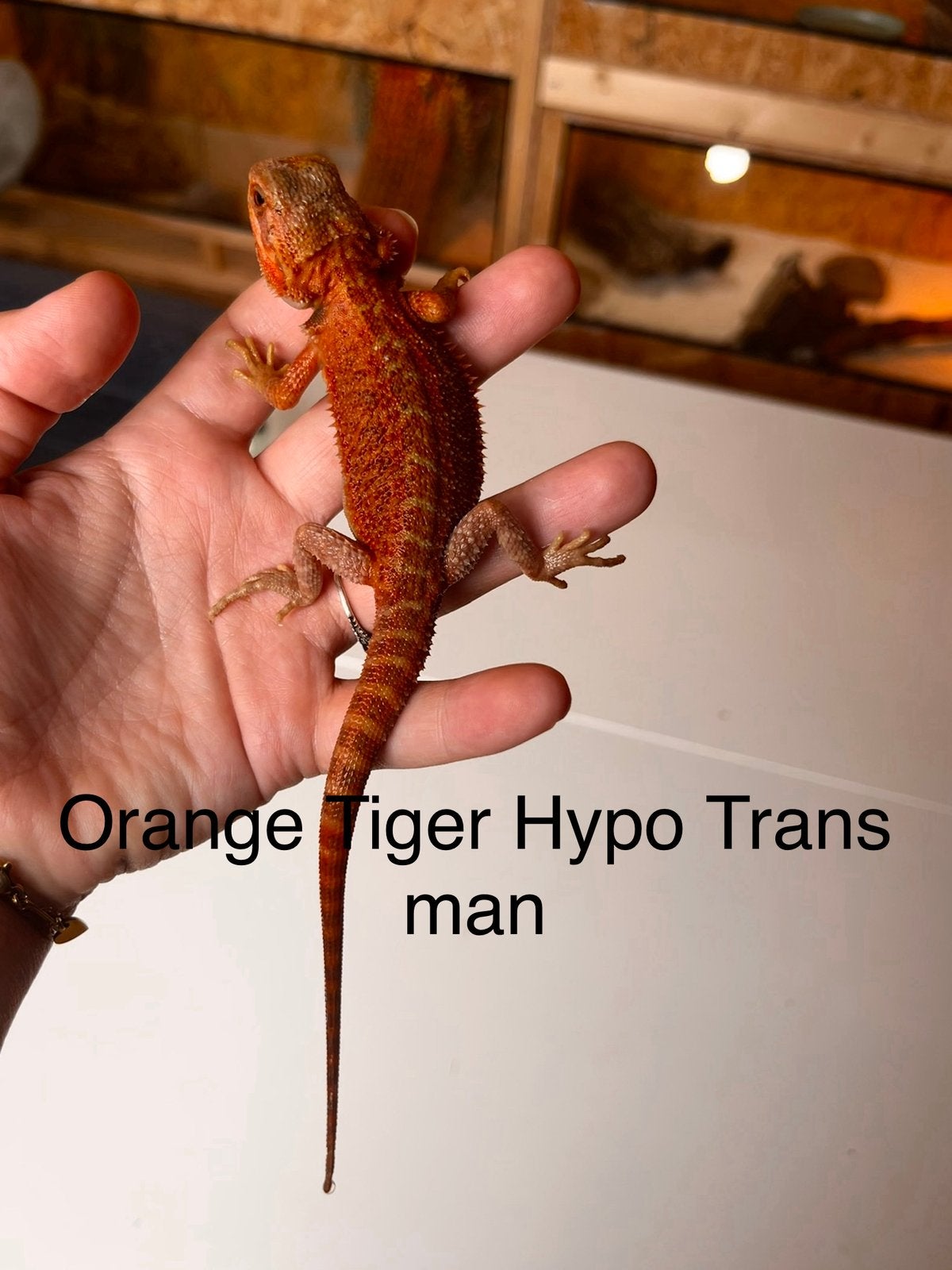 Orange Tiger Hypo Trans man – Baardagaam NK 2026 Bearded Dragon - male for sale from B.S.