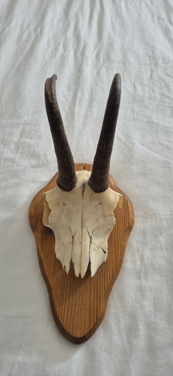 Gemsbok schedel met hoorns op houten schild, Verzamelen, Dierenverzamelingen, Ophalen of Verzenden, Wild dier, Schedel