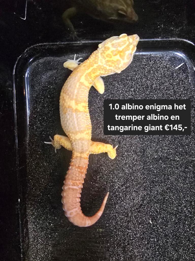 Diversen luipaardgekko's zowel mannen als vrouwen ook giants, Hagedis, 0 tot 2 jaar