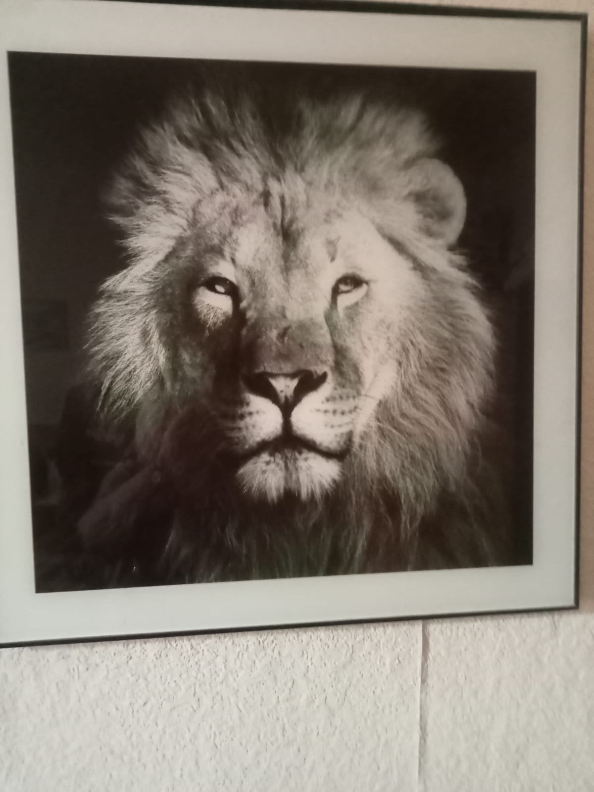 2 schilderijen: Leeuw en Zebra (ca. 60x60 cm), Ophalen of Verzenden, Ingelijst, Dieren