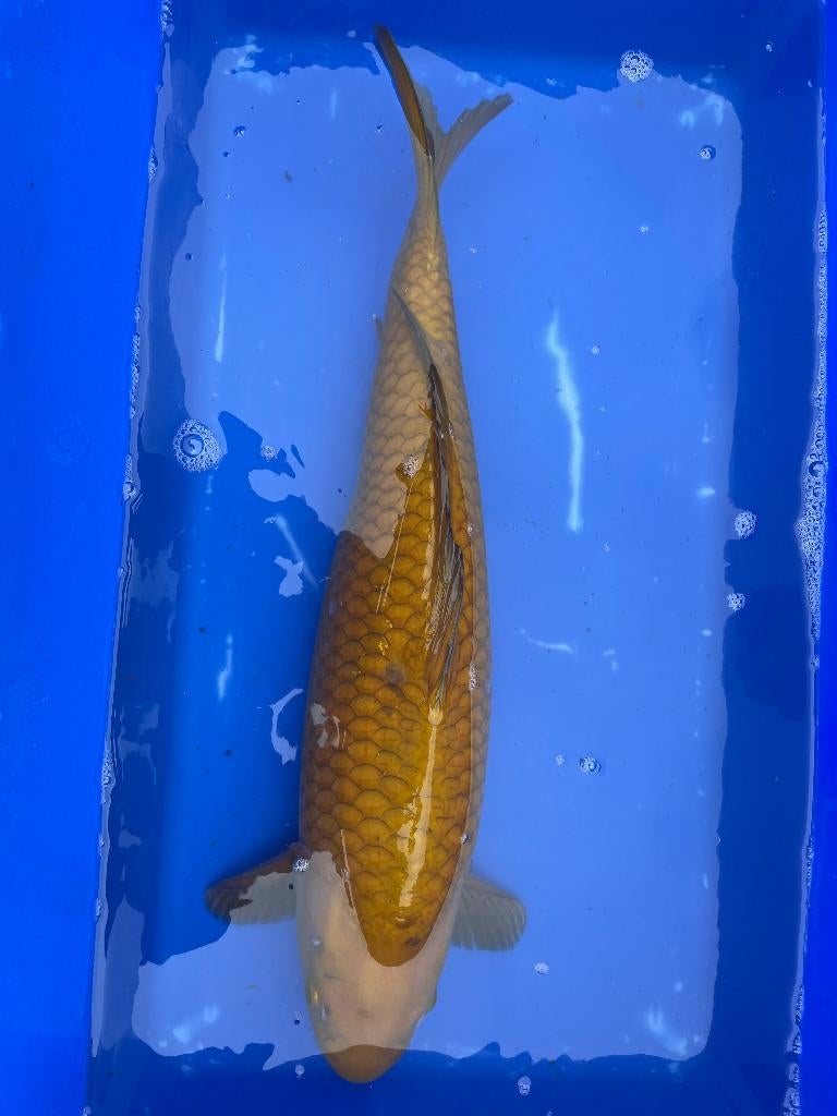 Koi, Karper of Koi