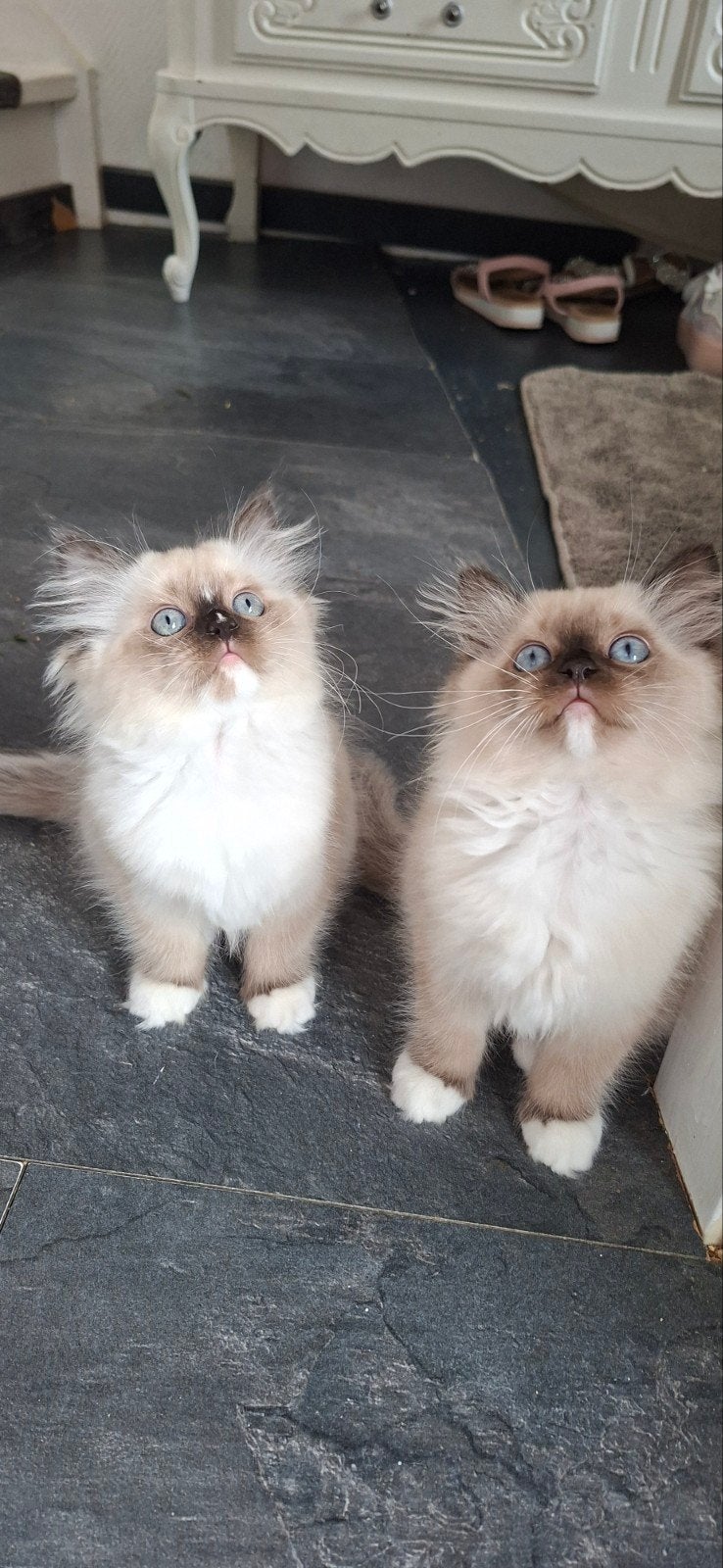 ragdoll zusjes, Poes, Gechipt, 0 tot 2 jaar