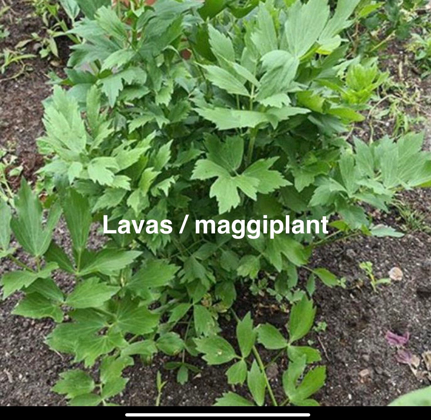 Zaden Lavas, maggiplant, Ophalen of Verzenden, Overige soorten, Minder dan 100 cm