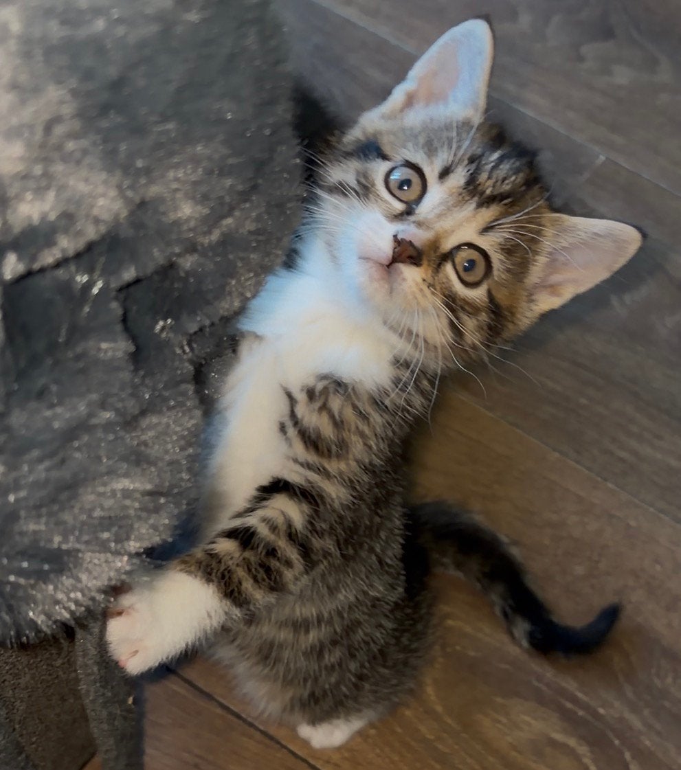 Nog 2 kittens te koop mogen weg per 12 juni, Meerdere dieren, Ontwormd