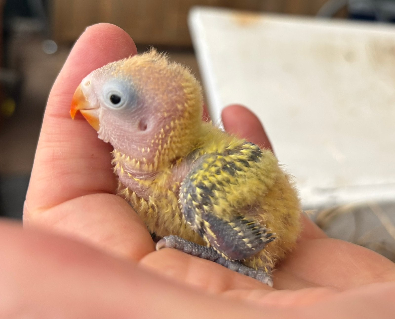 Baby agapornis fischeri dwergpapegaai, Geslacht onbekend, Dwergpapegaai of Agapornis, Geringd