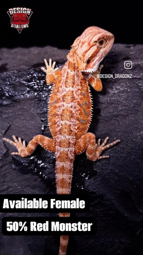50% Red Monster Hypo het. Trans
(Vrouwtje)
Baardagaam Bearded Dragon - female for sale from Design Dragons