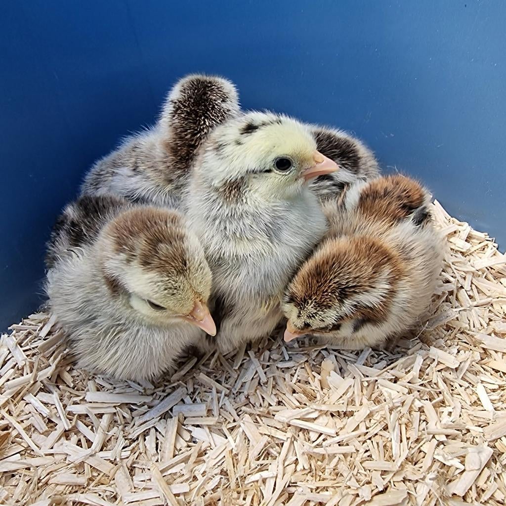 Serama kuikens, Dieren en Toebehoren, Pluimvee, Kip, Vrouwelijk