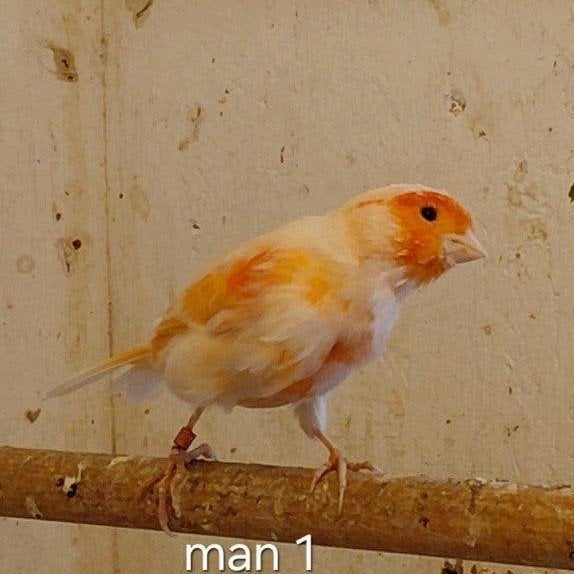 7x harlekijn kanaries, Dieren en Toebehoren, Meerdere dieren, Kleurkanarie