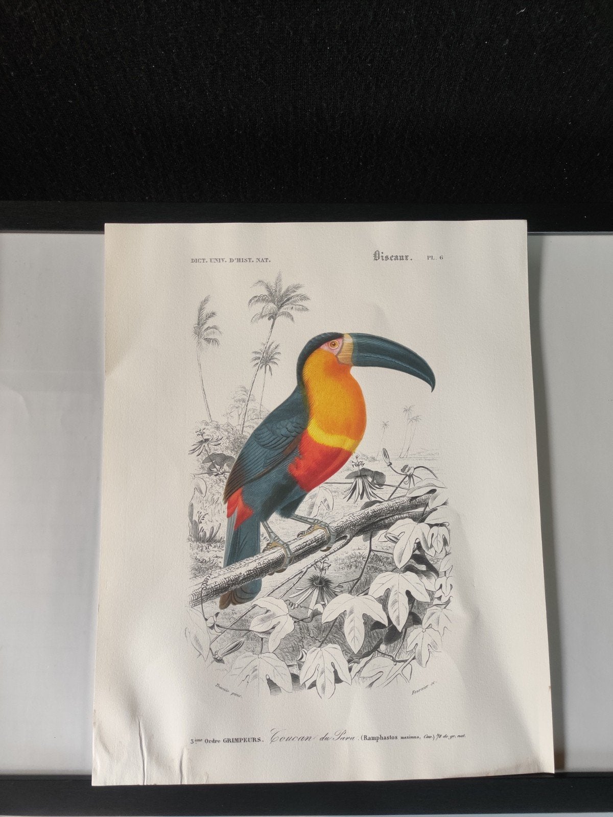 Poster/ prent tropisch, Ophalen, Gebruikt, A1 t/m A3, Dier of Natuur