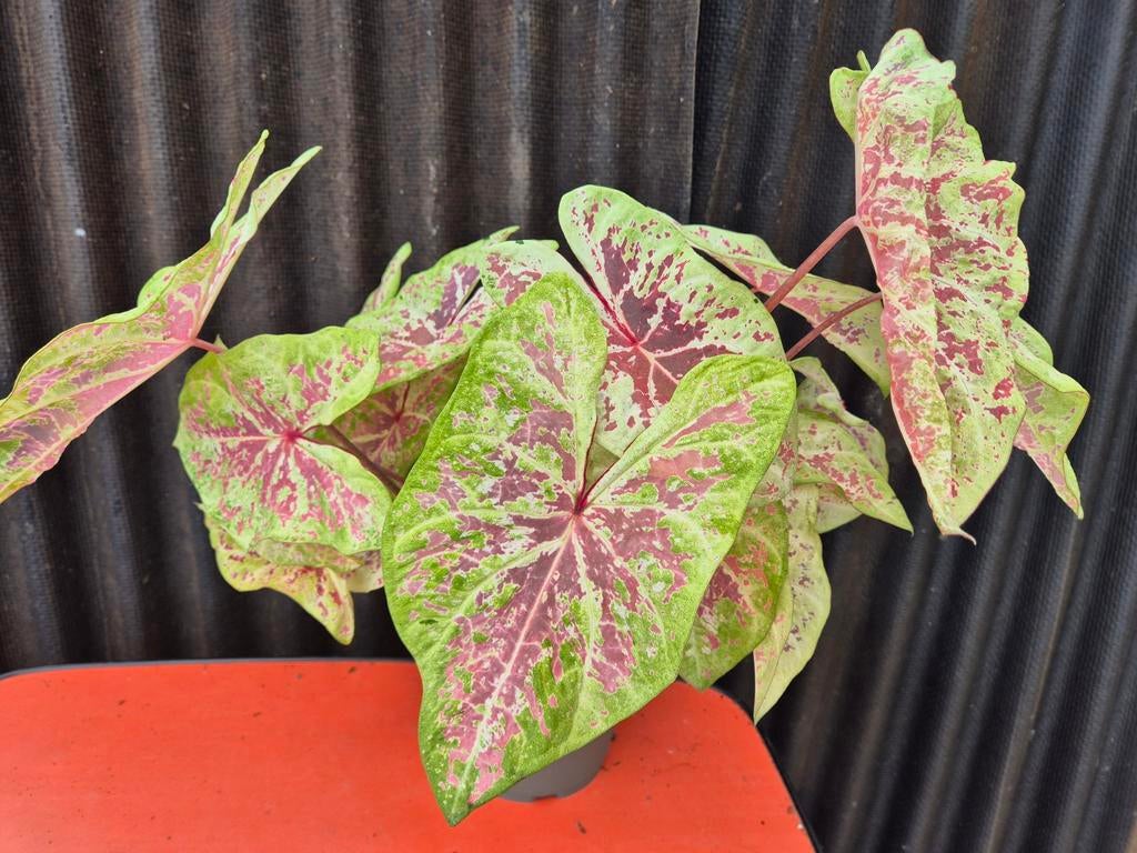 Caladium Seafoam Pink XXL p21, Huis en Inrichting, Kamerplanten, Ophalen of Verzenden, Halfschaduw, Minder dan 100 cm