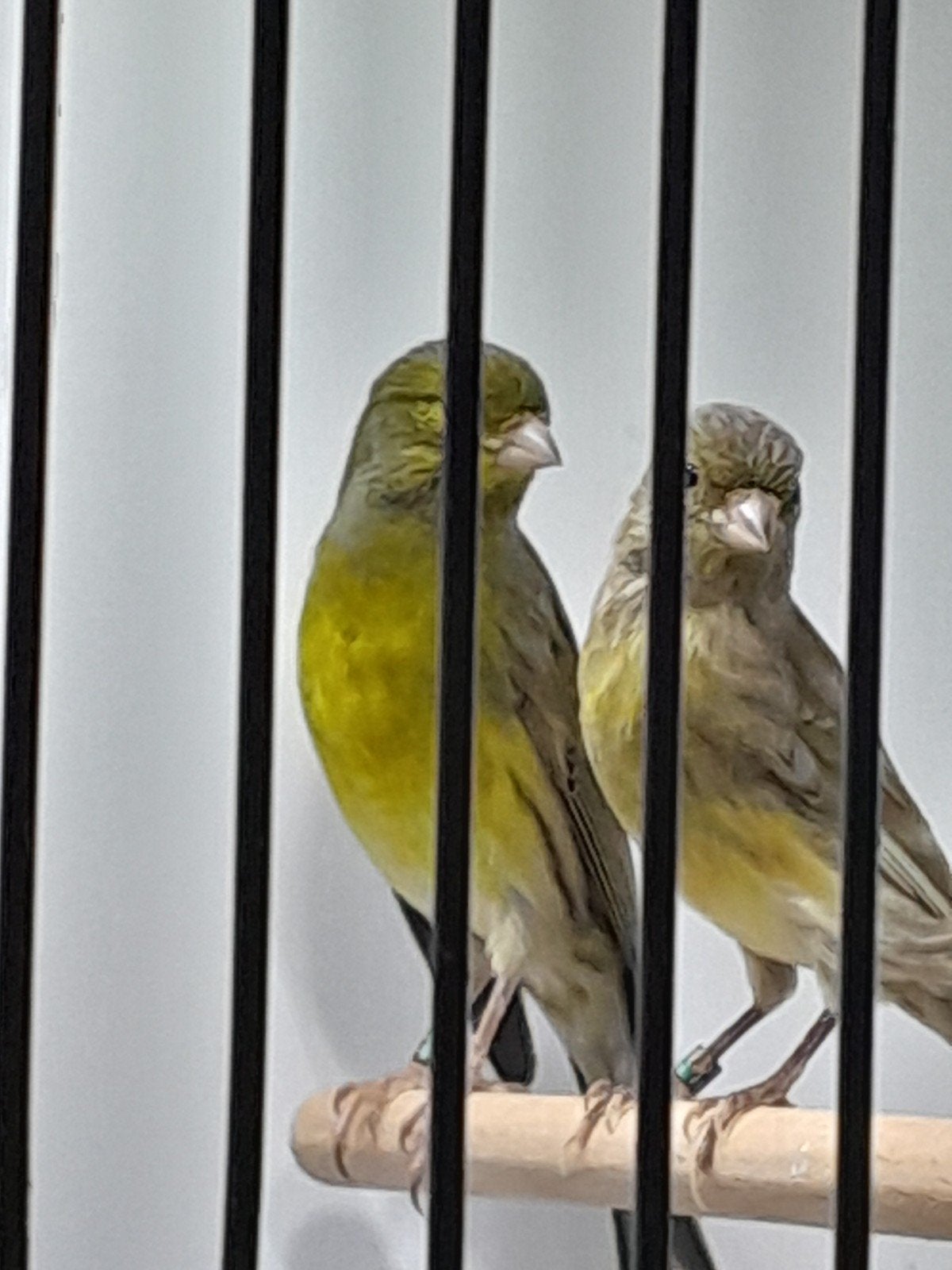 Tropische vogels uit buitenvoliere, Meerdere dieren, Tropenvogel, Geringd
