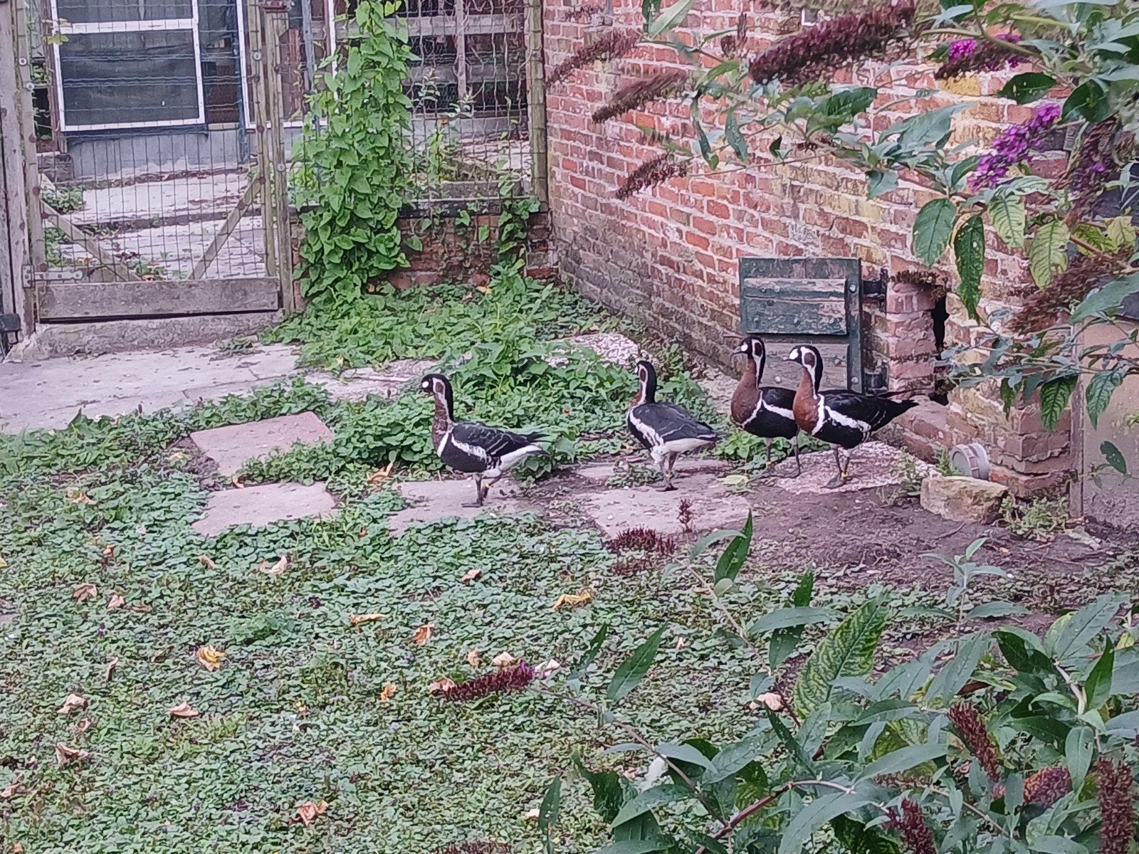 Roodhalsganzen en keizerganzen, Dieren en Toebehoren, Pluimvee, Meerdere dieren