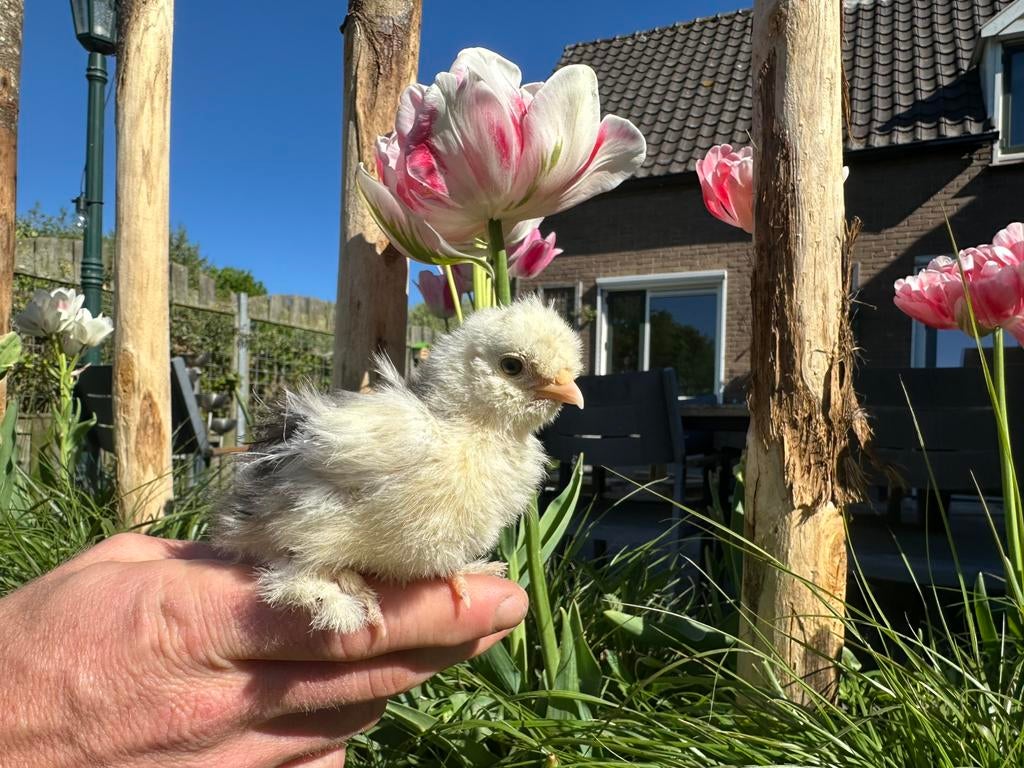 8 USA zijdehoen hennetjes 3 weken, Dieren en Toebehoren, Pluimvee, Vrouwelijk, Kip