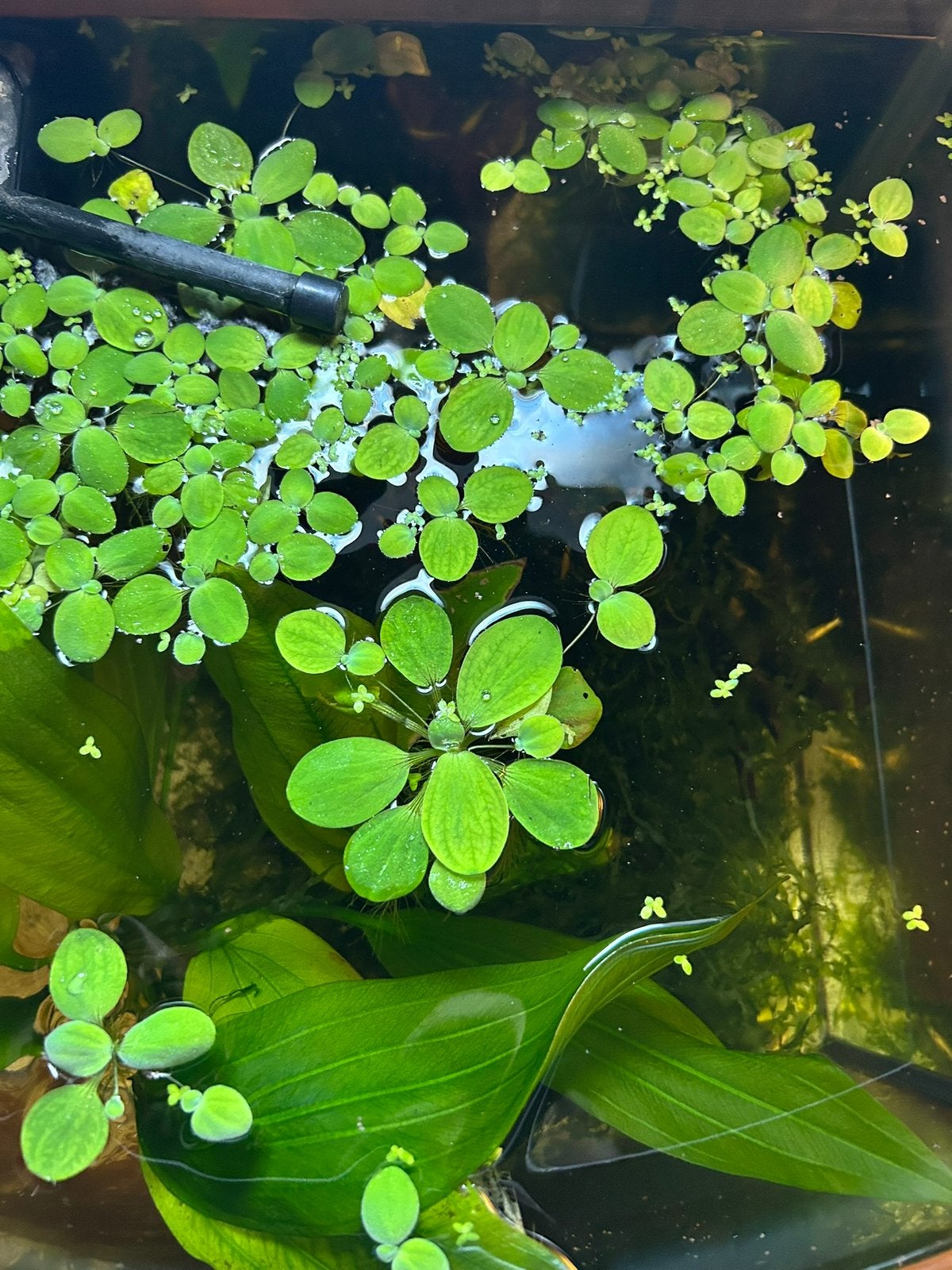 Aquarium drijfplanten, Kreeft, Krab of Garnaal