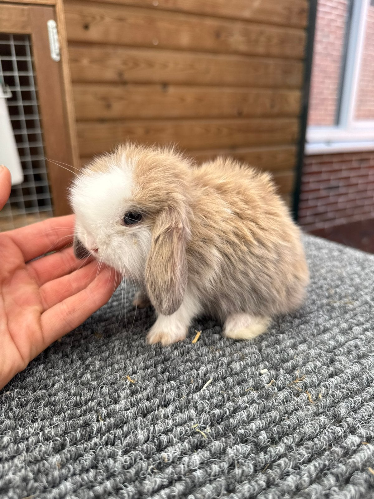 Prachtige lieve minilop konijntjes, Dieren en Toebehoren, Konijnen, Dwerg, Meerdere dieren