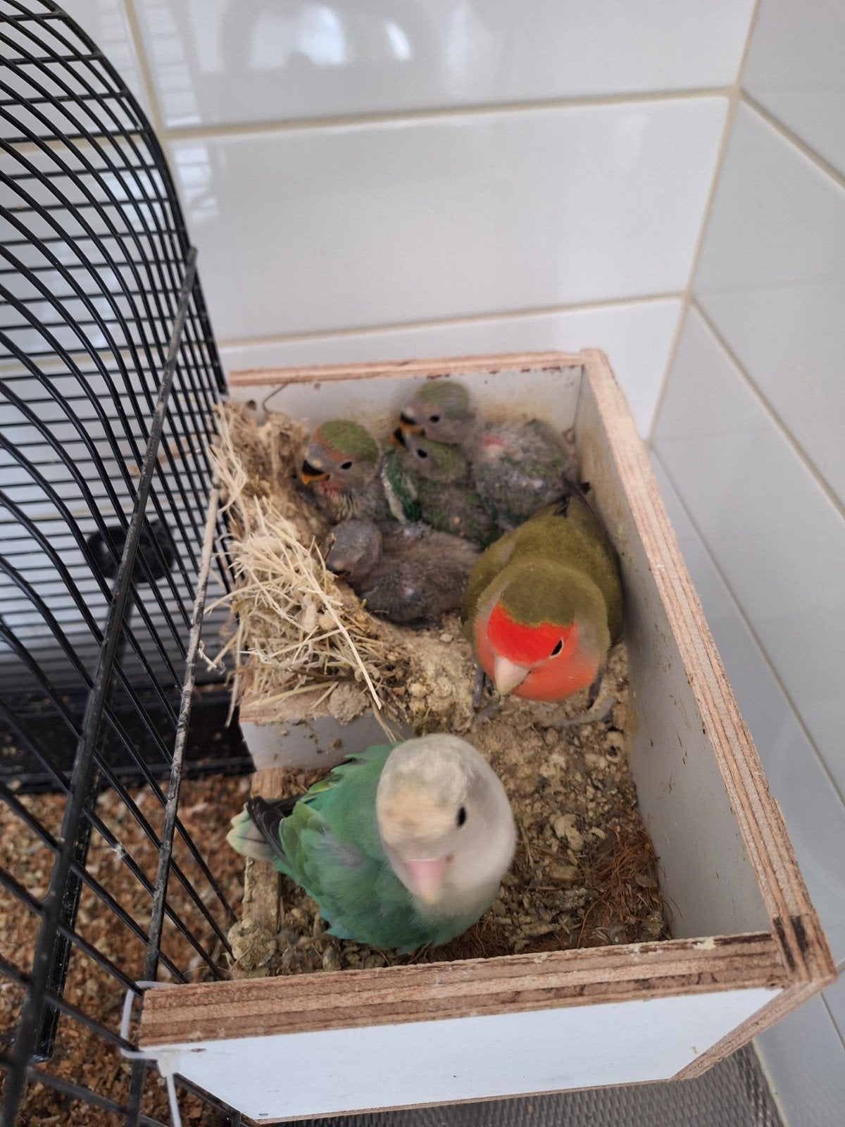 Agaponissen rosseli, Geslacht onbekend, Dwergpapegaai of Agapornis, Tam