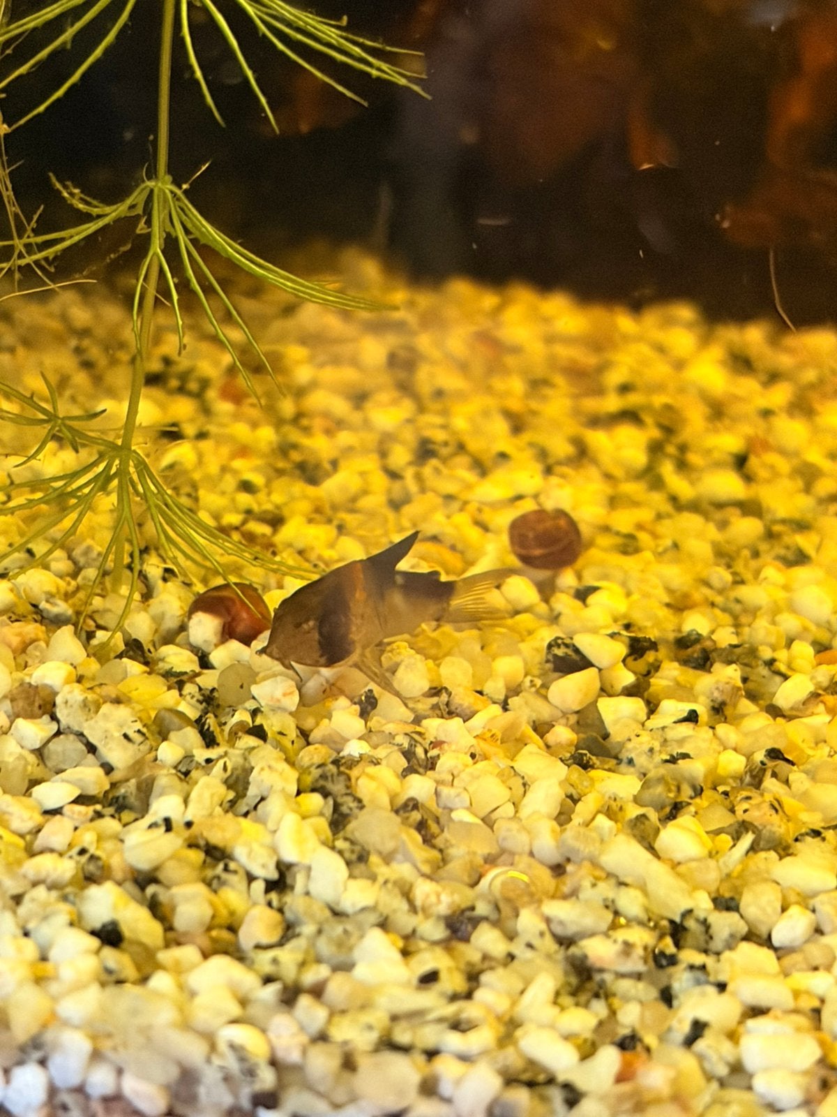Corydora Adolfoi, Vis