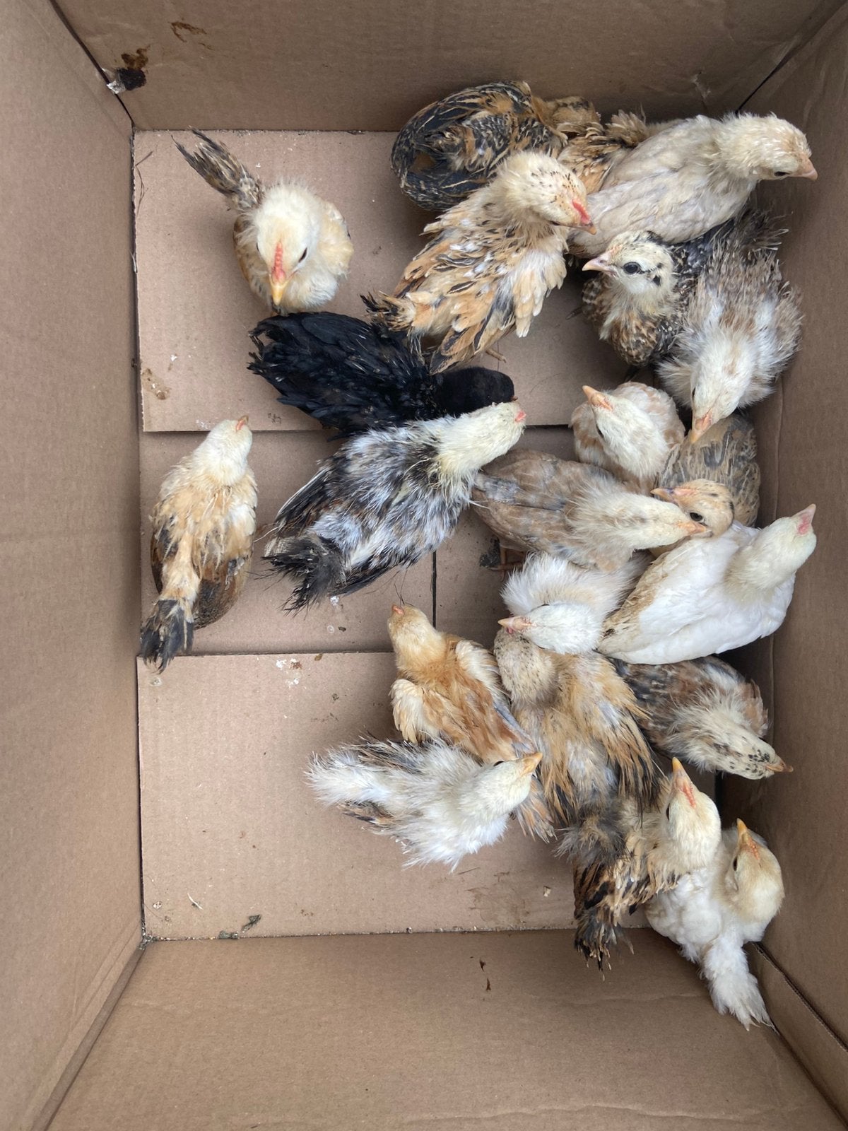 Serama kuikens, kunnen al buiten!, Dieren en Toebehoren, Meerdere dieren, Kip