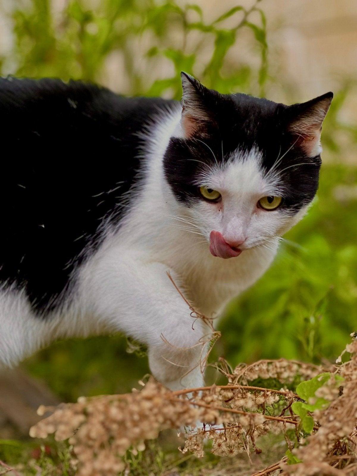 Lief & aanhankelijk duo (katers) zoeken nieuw huisje, Meerdere dieren