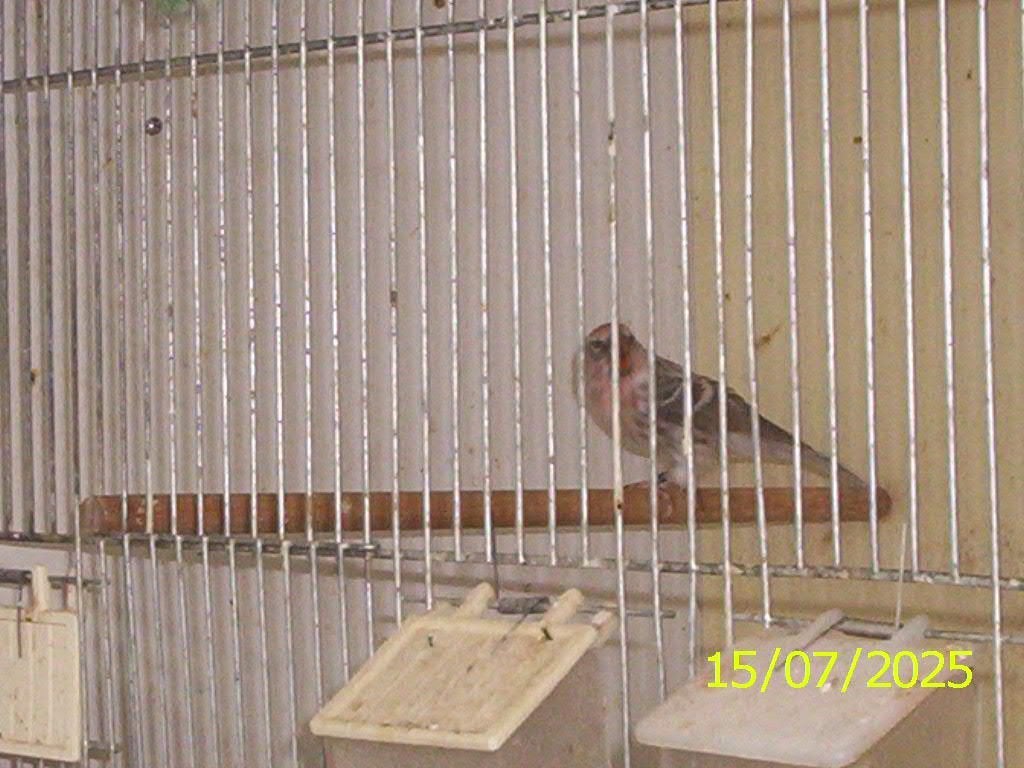 wildzang vogels, Dieren en Toebehoren, Vogels | Overige Vogels, Meerdere dieren, Wildzangvogel, Geringd