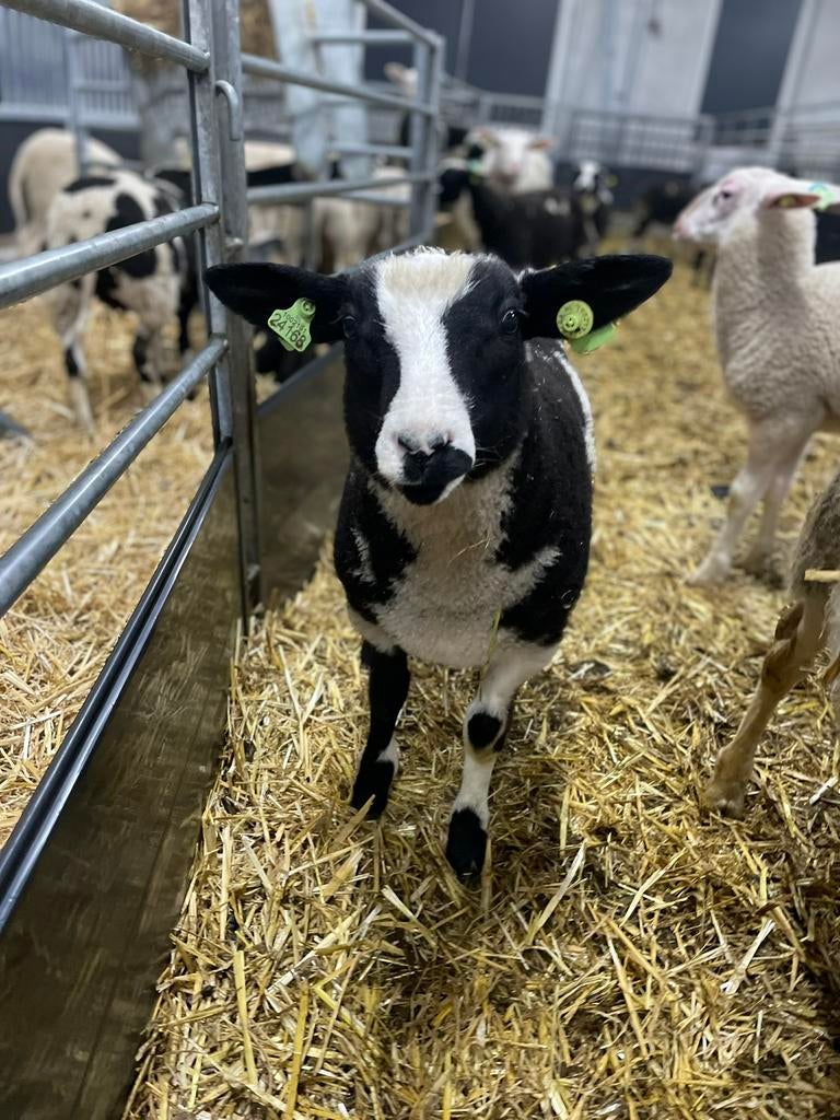 Lammeren ooien en rammen Lammetjes zoeken een huis, Dieren en Toebehoren, Vrouwelijk, Schaap