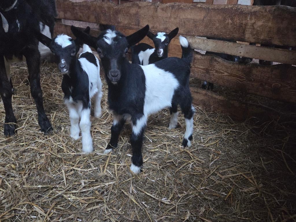 Jonge zwartbonte stamboek bok, per aug CW certificeert, Dieren en Toebehoren, Mannelijk, Geit, 0 tot 2 jaar