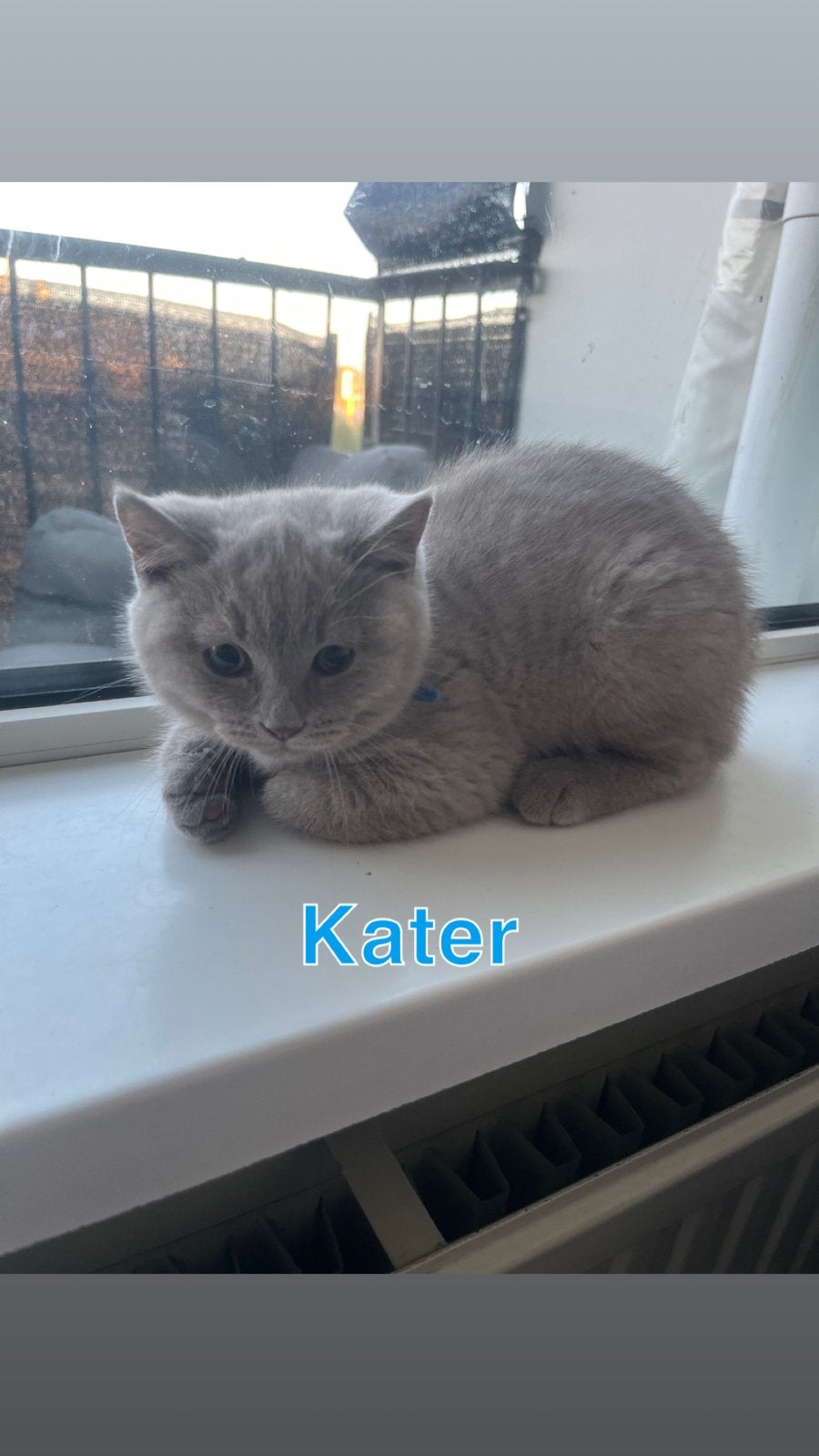 Britse korthaar kittens kleur fawn, Dieren en Toebehoren, Katten en Kittens | Raskatten | Korthaar, Meerdere dieren, 0 tot 2 jaar