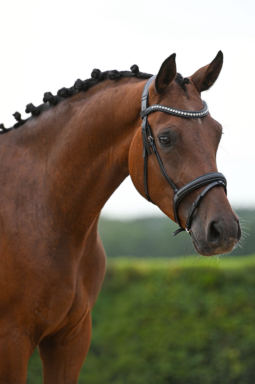 3-jarige NRPS E-pony ruin | ca. 1.50 m | sportpotentie, Minder dan 160 cm, Met stamboom, Ruin, Dressuurpaard