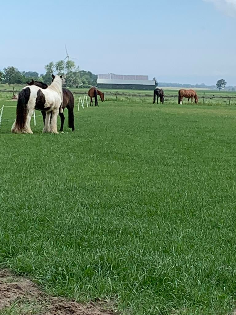 Stallen vrij, Dieren en Toebehoren, Weidegang, 2 of 3 paarden of pony's