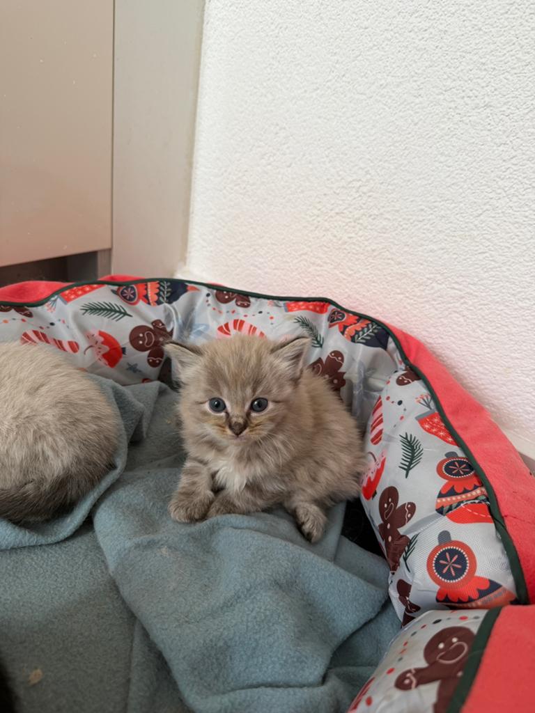 Ragdoll kittens, Meerdere dieren, 0 tot 2 jaar
