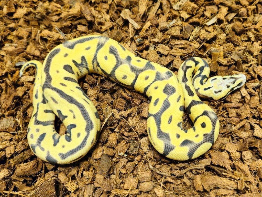 LAST MINUTE HOUTEN DEALS - Diverse koningspythons Ball Python photo 6