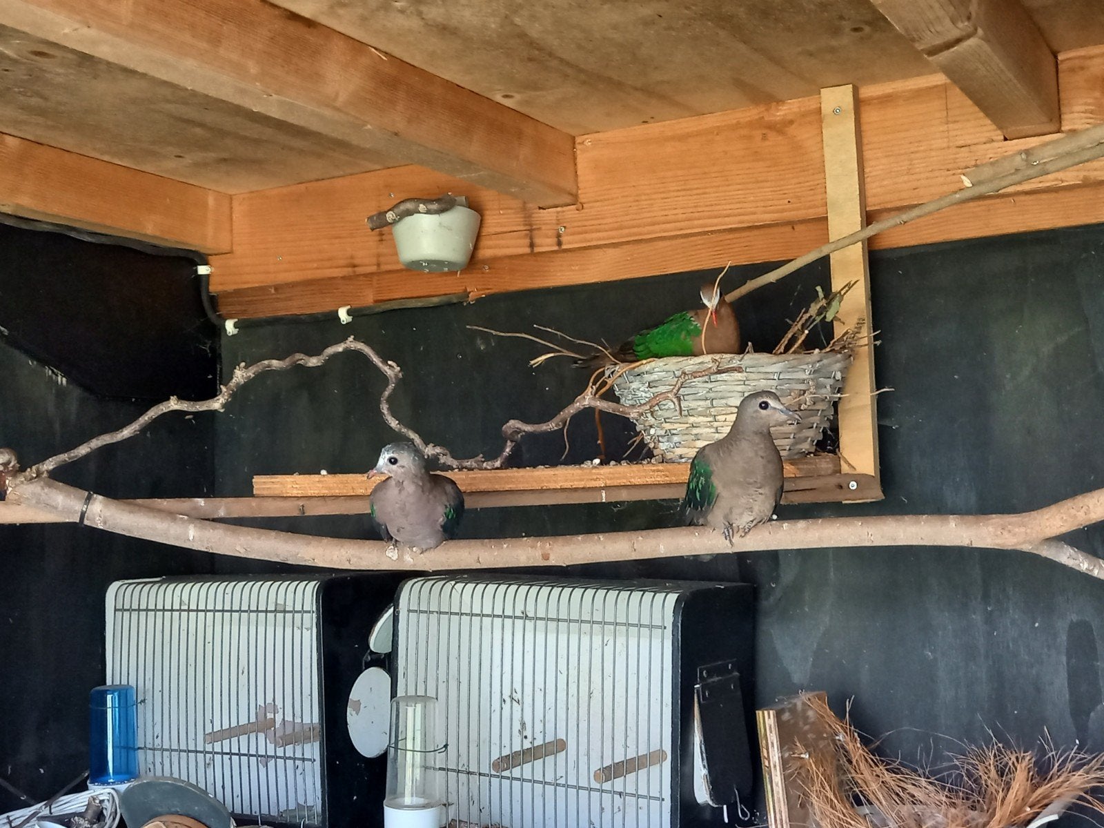 Nest koppel groenvleugel duiven bieden vanaf €70, Dieren en Toebehoren, Meerdere dieren, Geringd