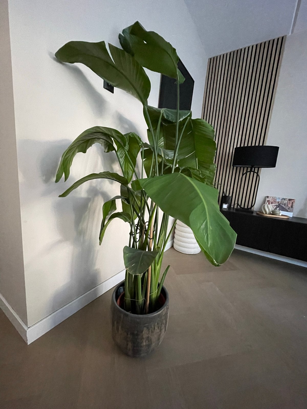 Grote Strelitzia Nicolai - Paradijsvogelplant in pot, Huis en Inrichting, Kamerplanten, Ophalen, Overige soorten, 150 tot 200 cm