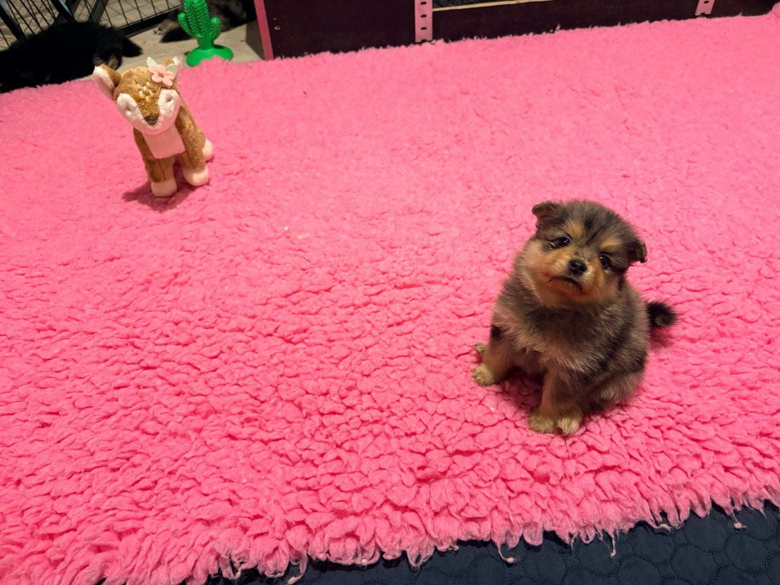 Pomeriaan pups merle tan, black en tan, Overige rassen, 8 tot 15 weken, Meerdere, Meerdere dieren