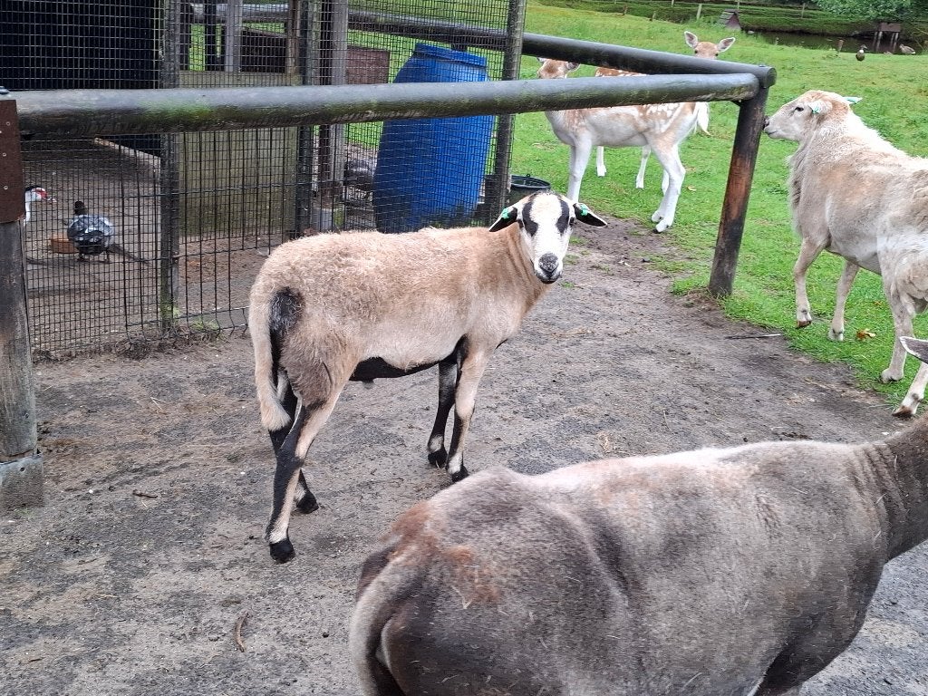 Maasduin Ram, Mannelijk, Schaap, 0 tot 2 jaar