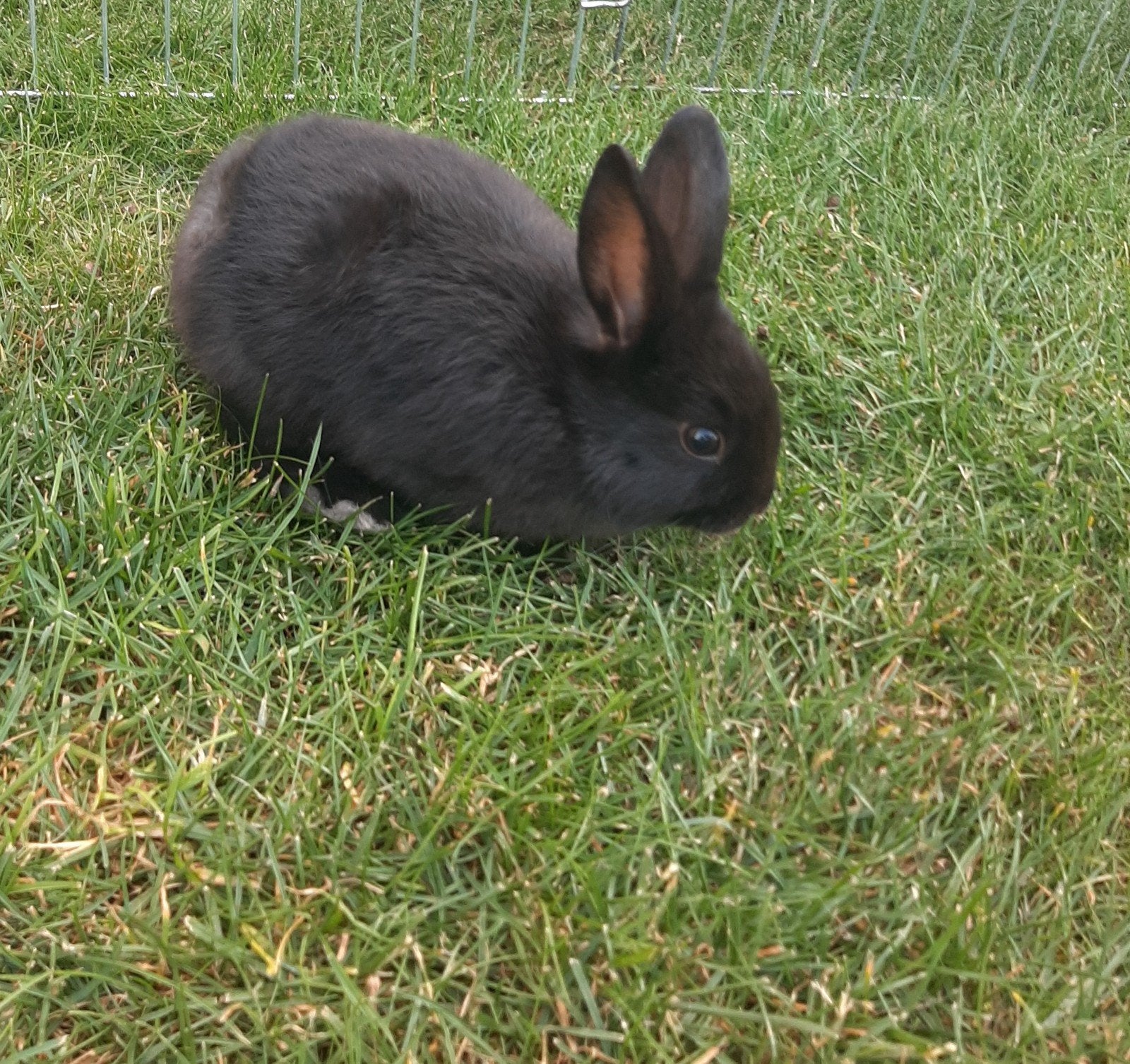 3 lieve tamme (baby) rammetjes te koop!, Dieren en Toebehoren, Konijnen, Mannelijk, Dwerg, 0 tot 2 jaar