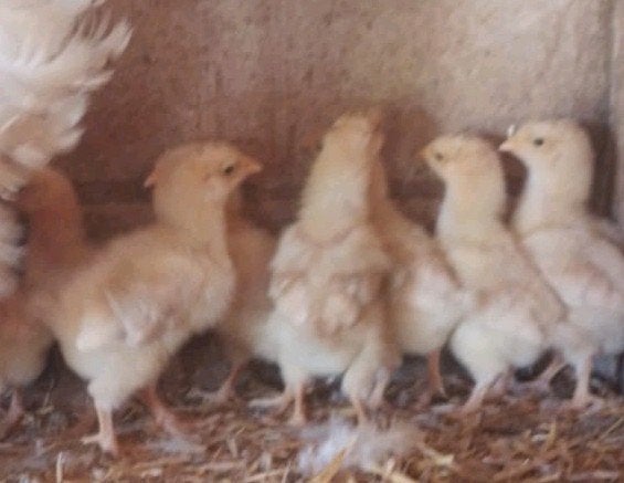 10 orpington kuikens te koop, Dieren en Toebehoren, Geslacht onbekend, Kip