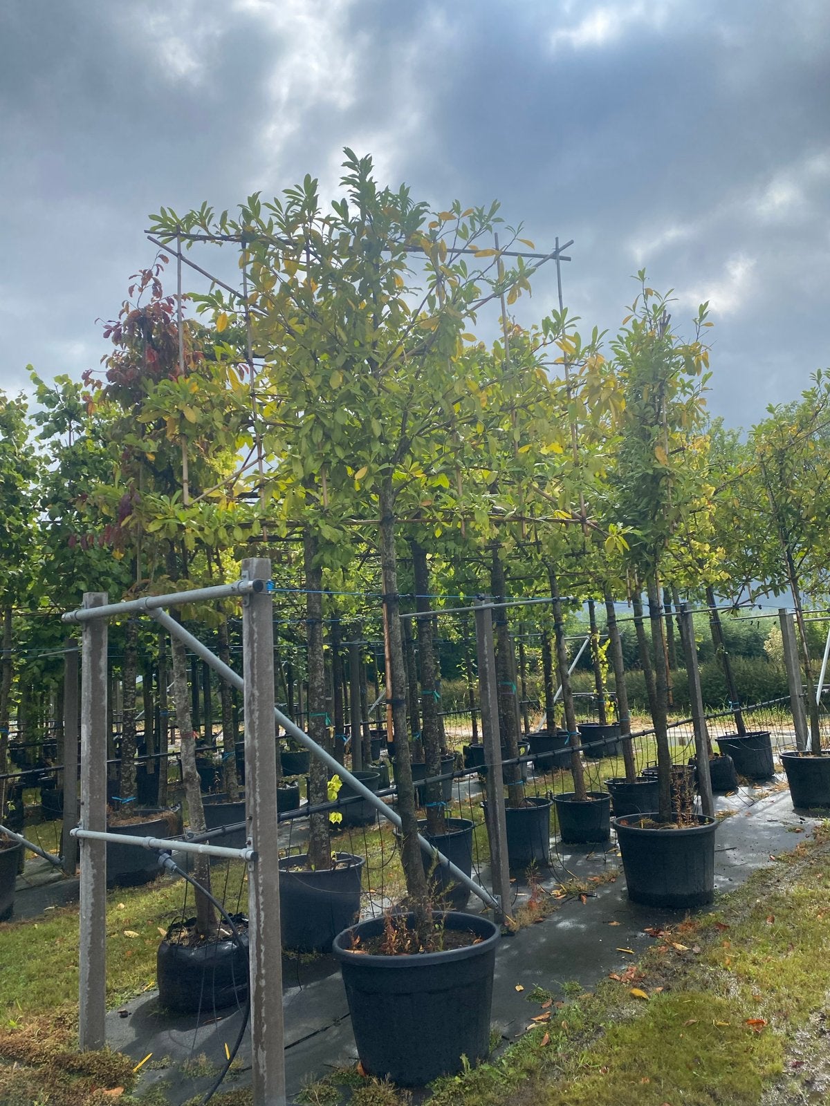Prunus Novita - Leiboom, Leiboom, Ophalen of Verzenden, Lente, 250 tot 400 cm