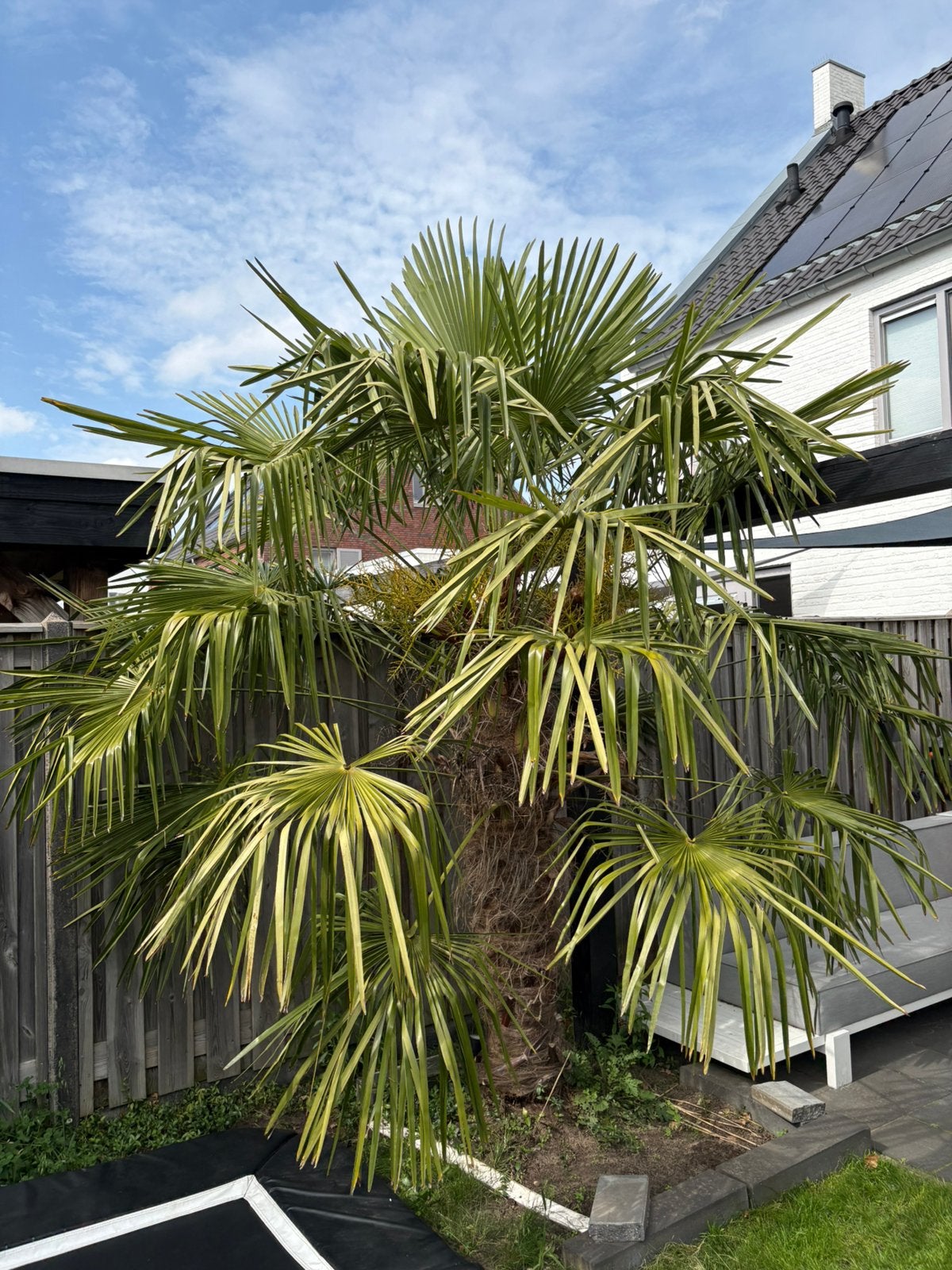Grote palmboom, Tuin en Terras, Planten | Bomen, Palmboom, 250 tot 400 cm, Volle zon, Bloeit niet, Ophalen