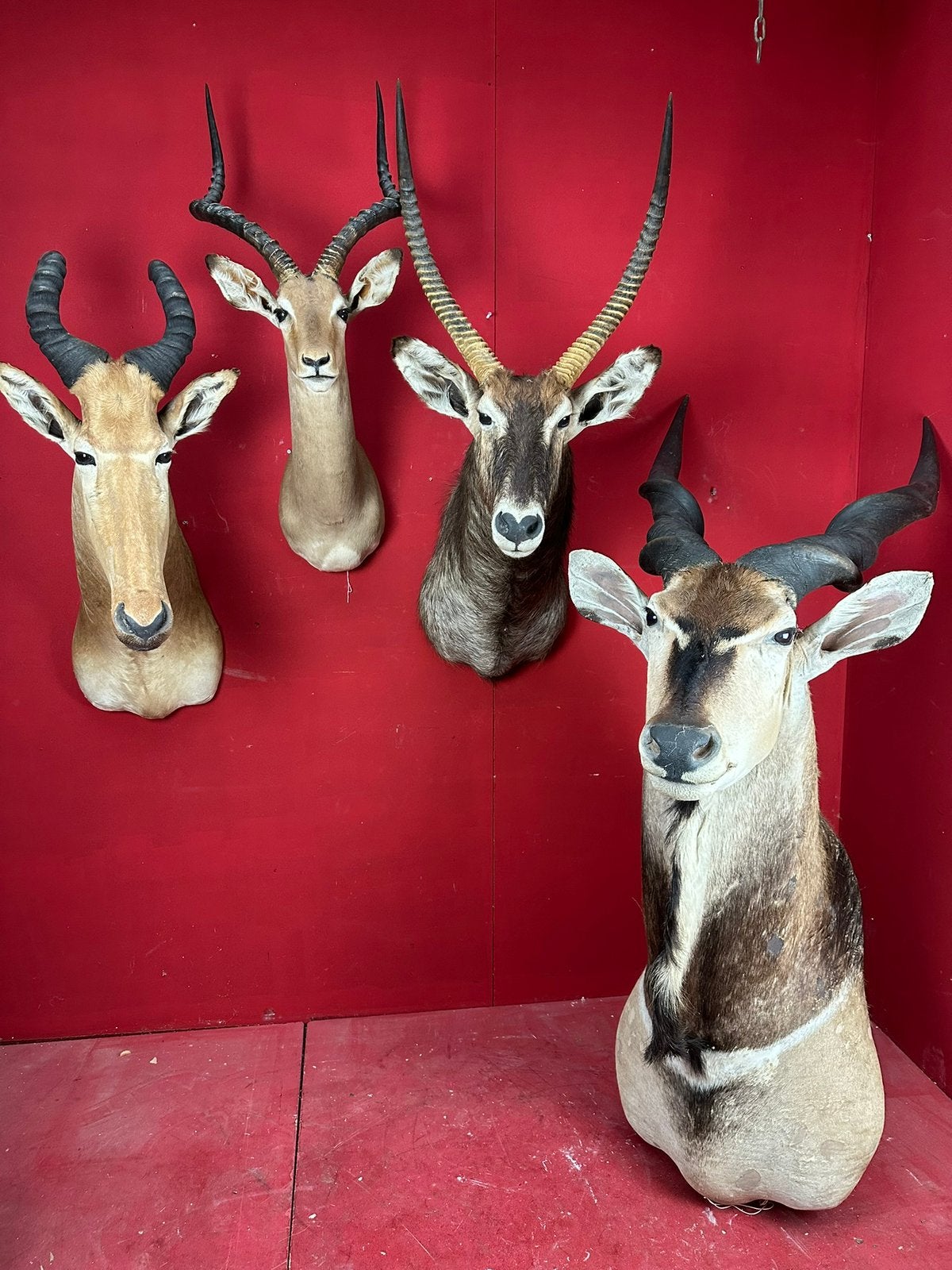Taxidermie Impala ect….., Verzamelen, Ophalen, Zo goed als nieuw, Vogel, Opgezet dier