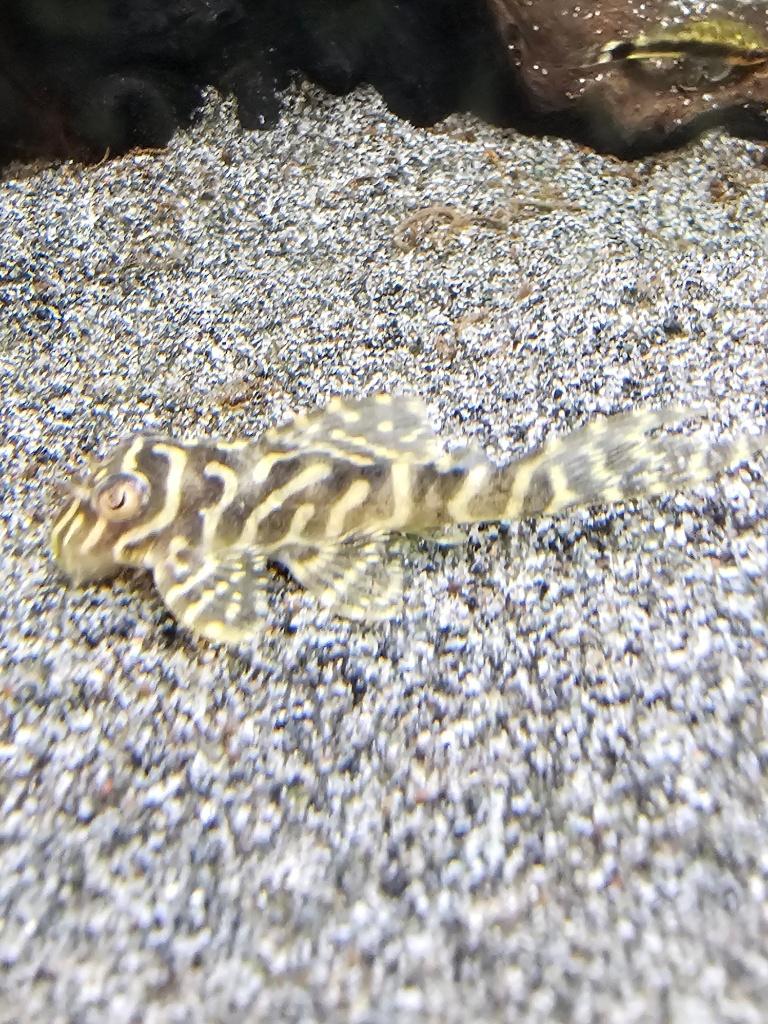 % 4 x L066 Hypancistrus Peckoltia king tiger pleco algeneter, Dieren en Toebehoren, Vis, Zoetwatervis