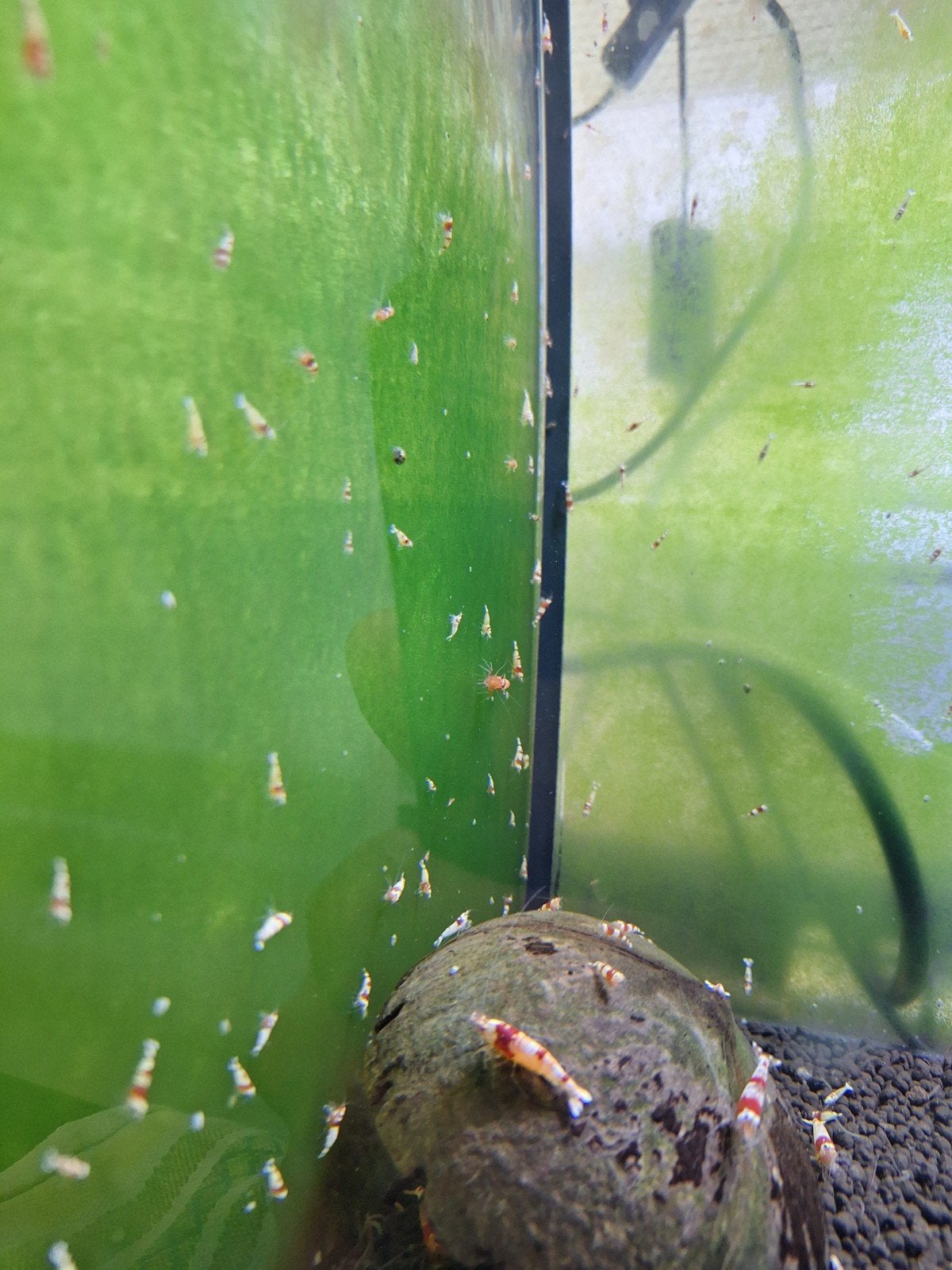 Crystal red Garnalen (Caradina Leidingwater), Kreeft, Krab of Garnaal, Zoetwatervis, Schoolvis