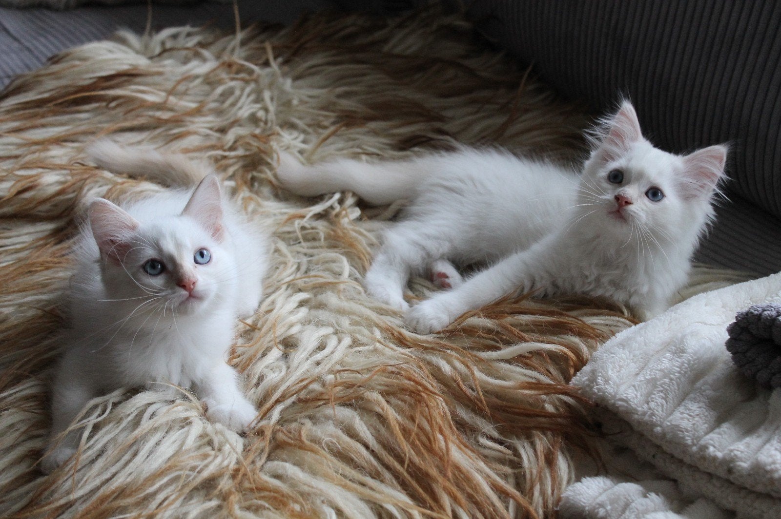 Lieve Ragdoll kater 11wk oud *mag nu verhuizen*, Kater, Gechipt